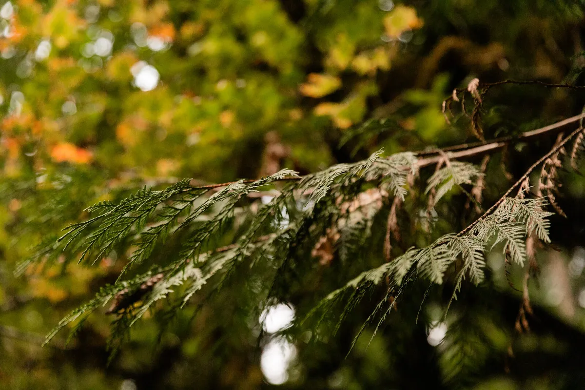 Trees